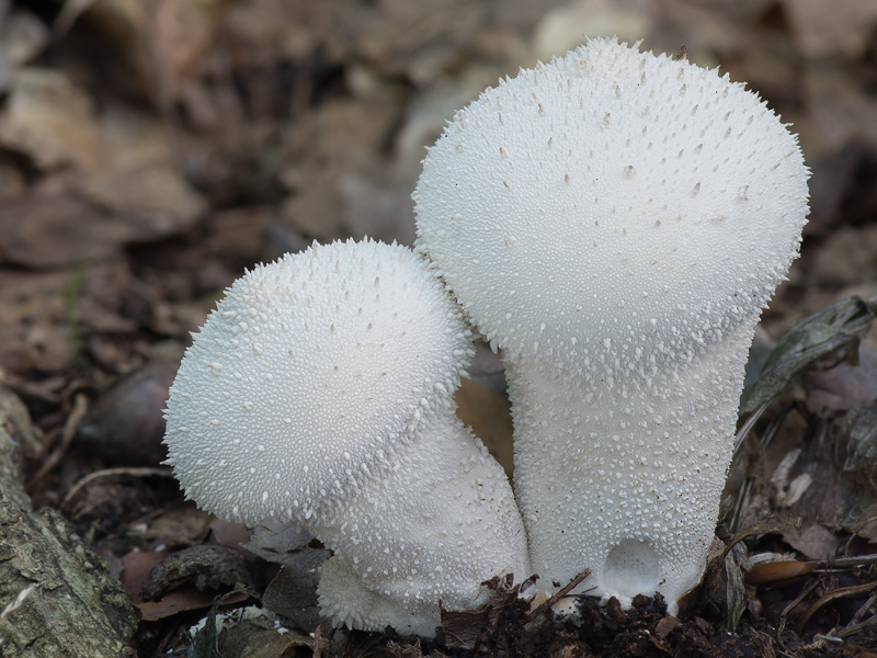 Lycoperdon perlatum